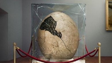 Download Theory of a Deadman Dinosaur Zip Full Album