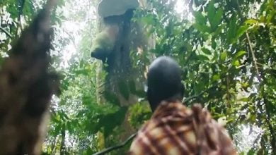 Video Mp4 Eddy Kenzo Born in Africa Download