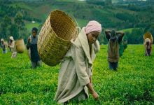 Zuchu Napambana MP4 Download Music Video